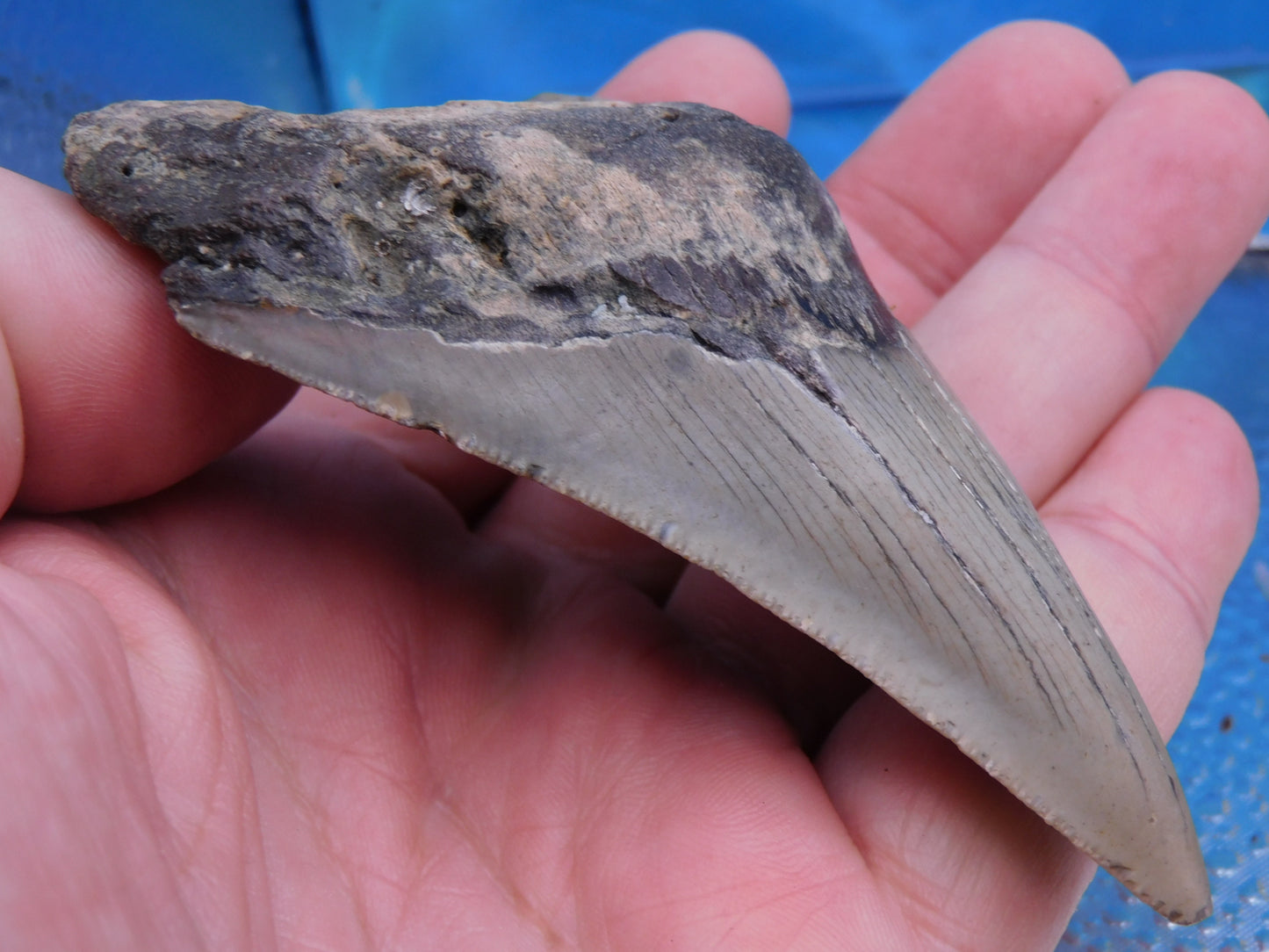 3.9 inch Megalodon Tooth