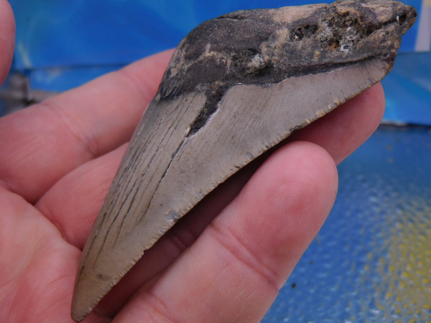 3.9 inch Megalodon Tooth