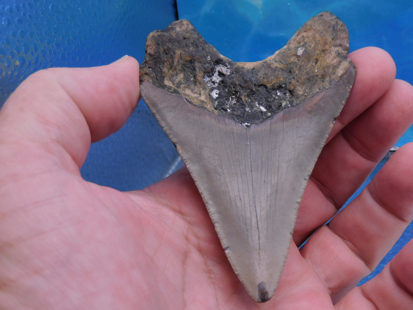 3.9 inch Megalodon Tooth