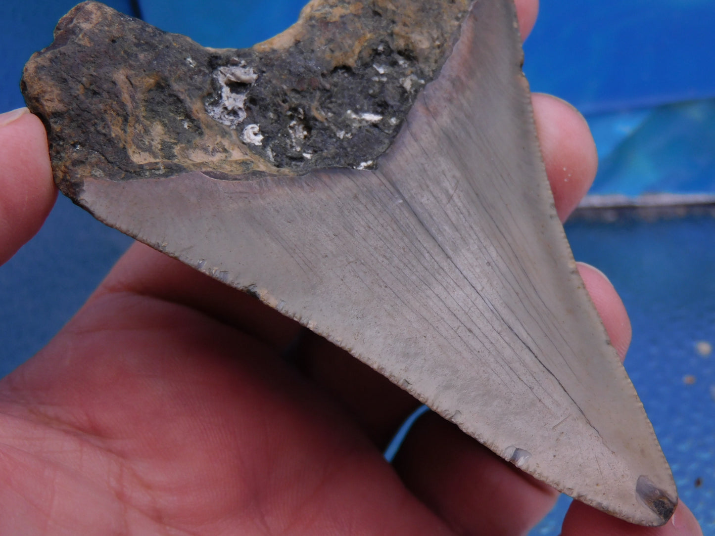 3.9 inch Megalodon Tooth