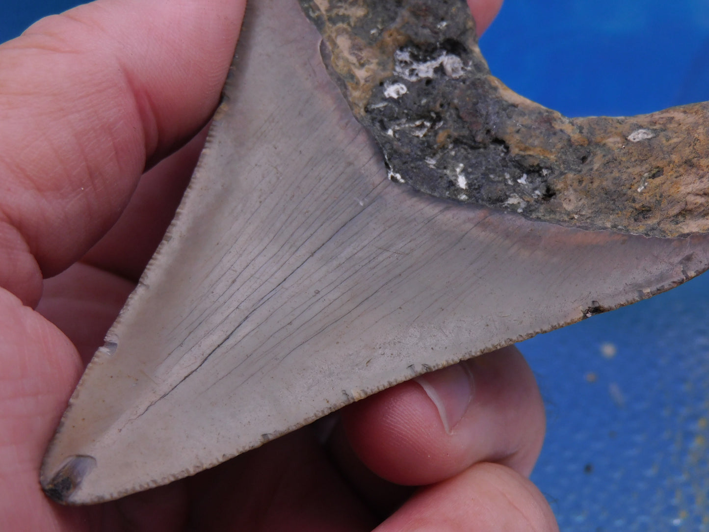 3.9 inch Megalodon Tooth