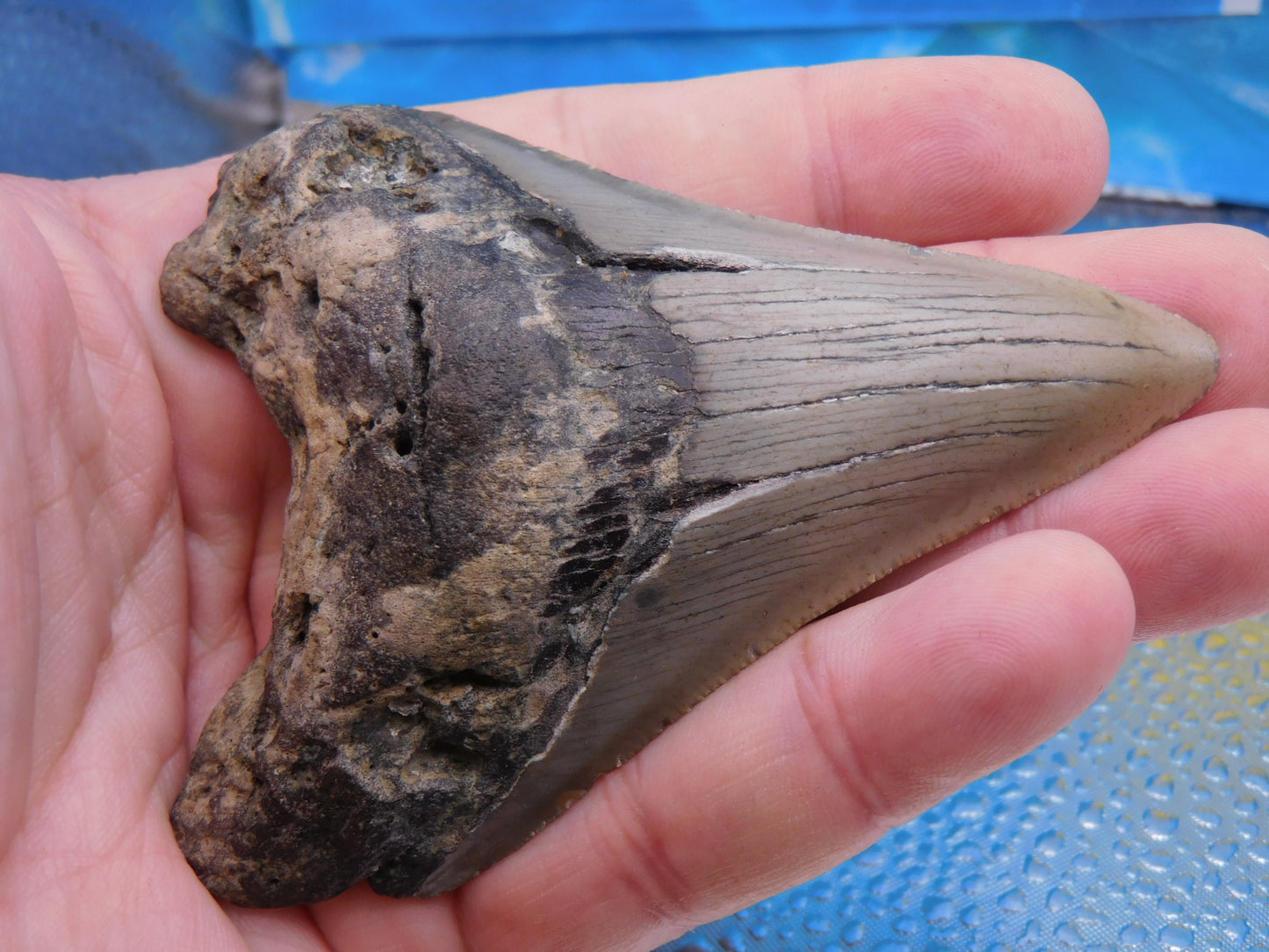 3.9 inch Megalodon Tooth