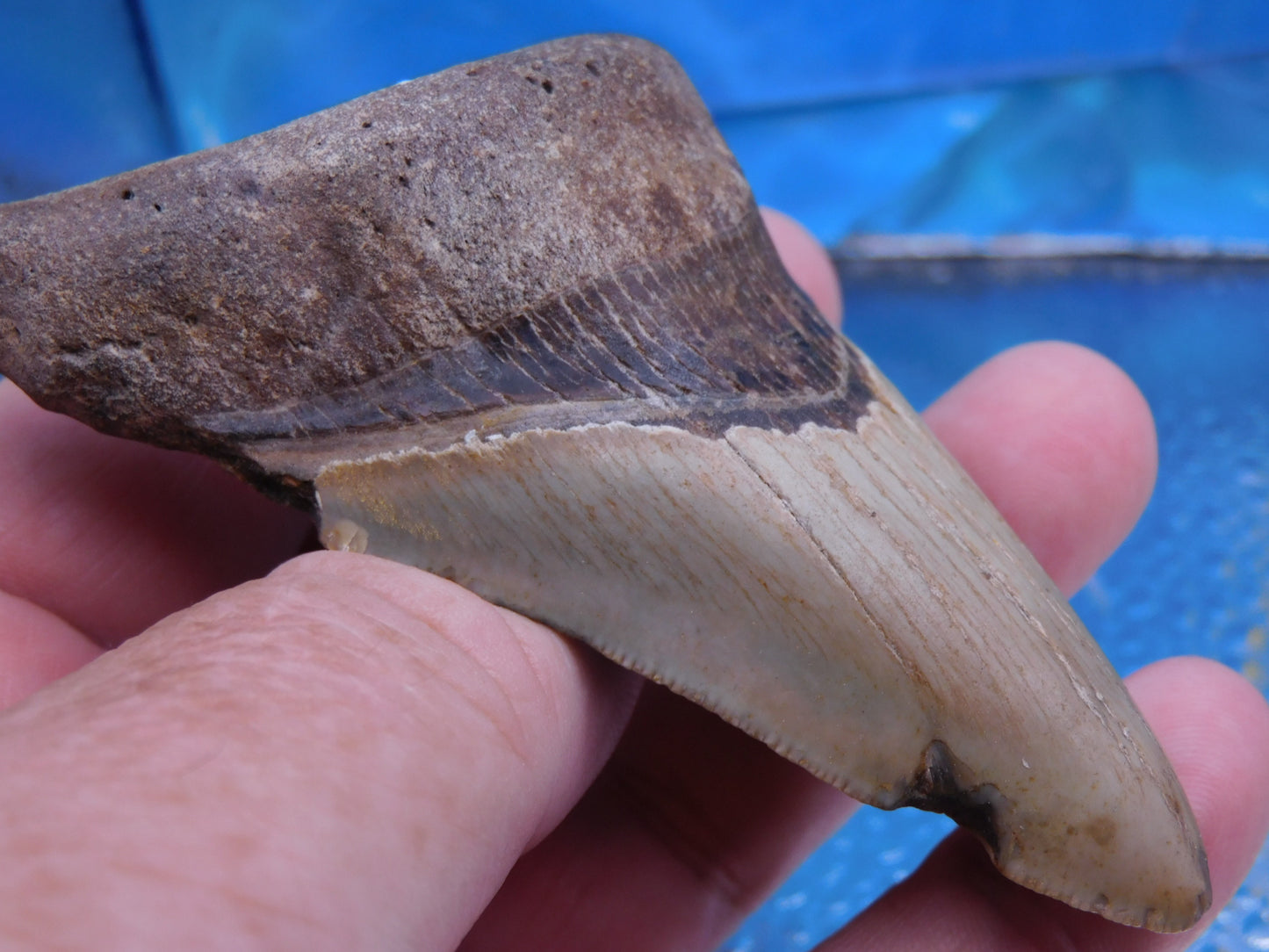 3.8 inch Megalodon Tooth