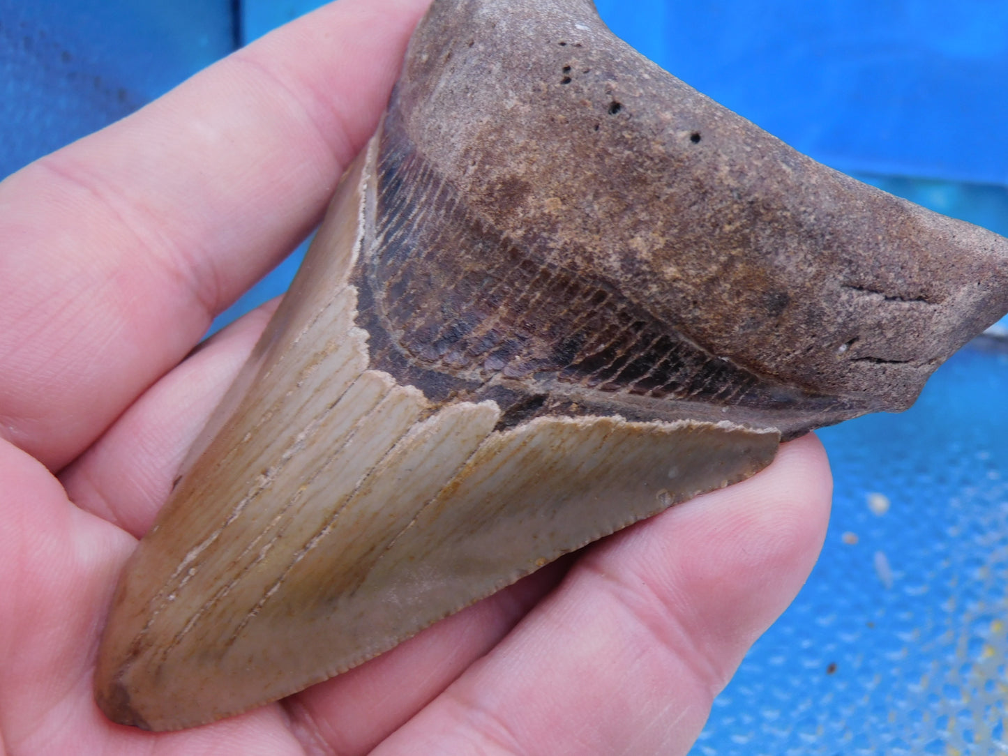 3.8 inch Megalodon Tooth