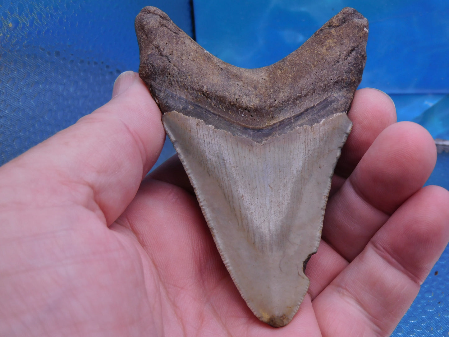3.8 inch Megalodon Tooth