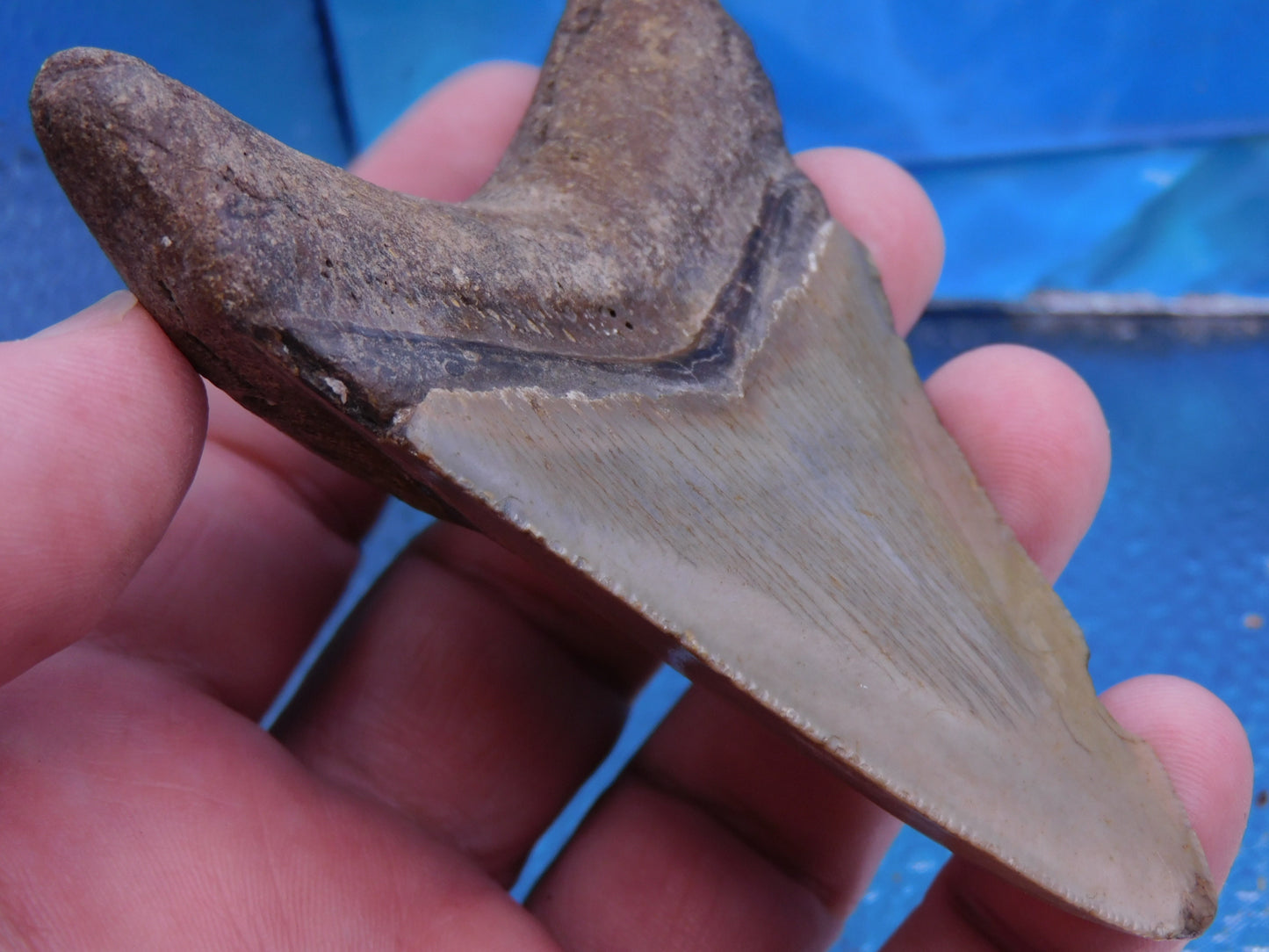 3.8 inch Megalodon Tooth