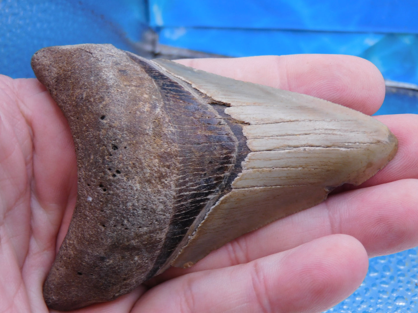 3.8 inch Megalodon Tooth