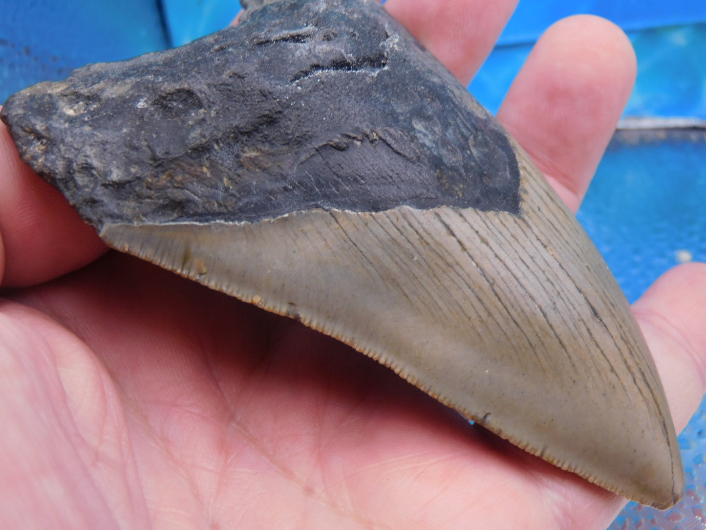 4.2 inch Megalodon Tooth