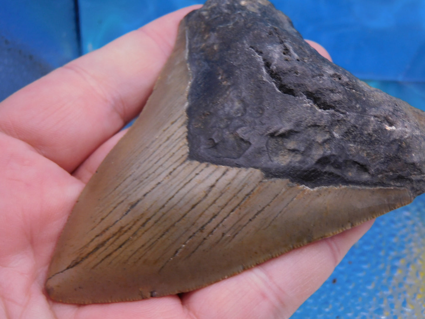 4.2 inch Megalodon Tooth