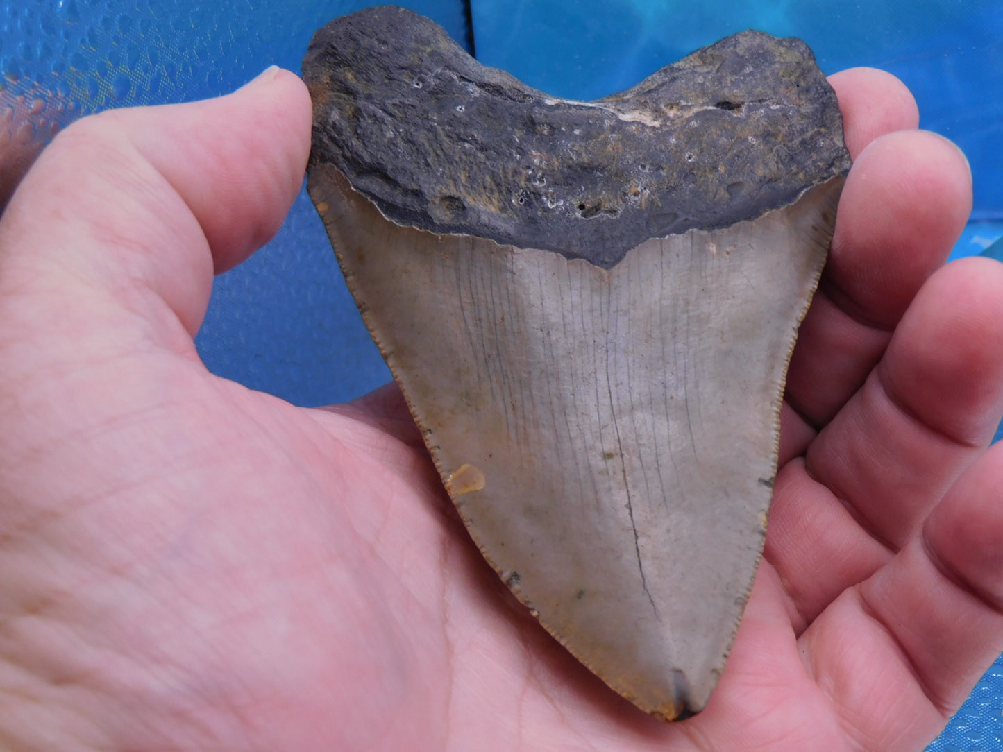 4.2 inch Megalodon Tooth