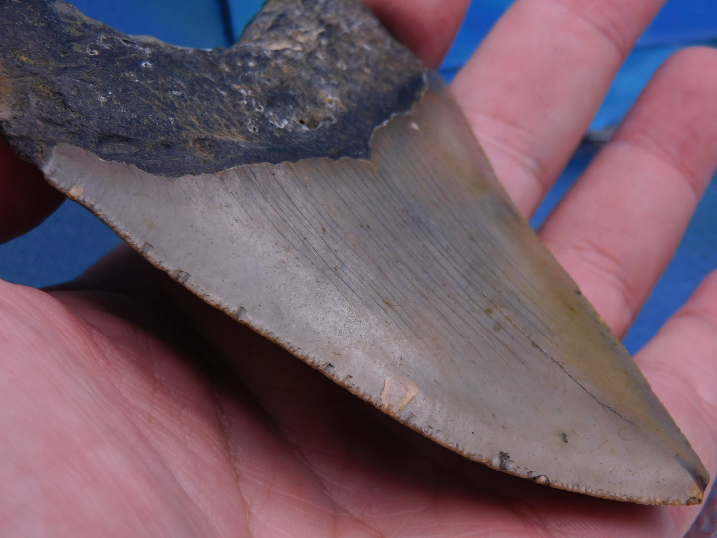 4.2 inch Megalodon Tooth