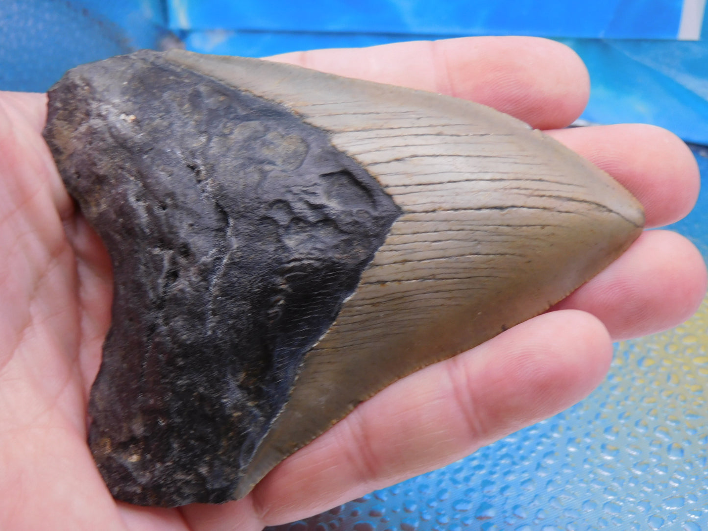 4.2 inch Megalodon Tooth