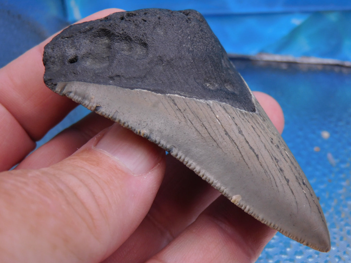 3.27 inch Megalodon Tooth
