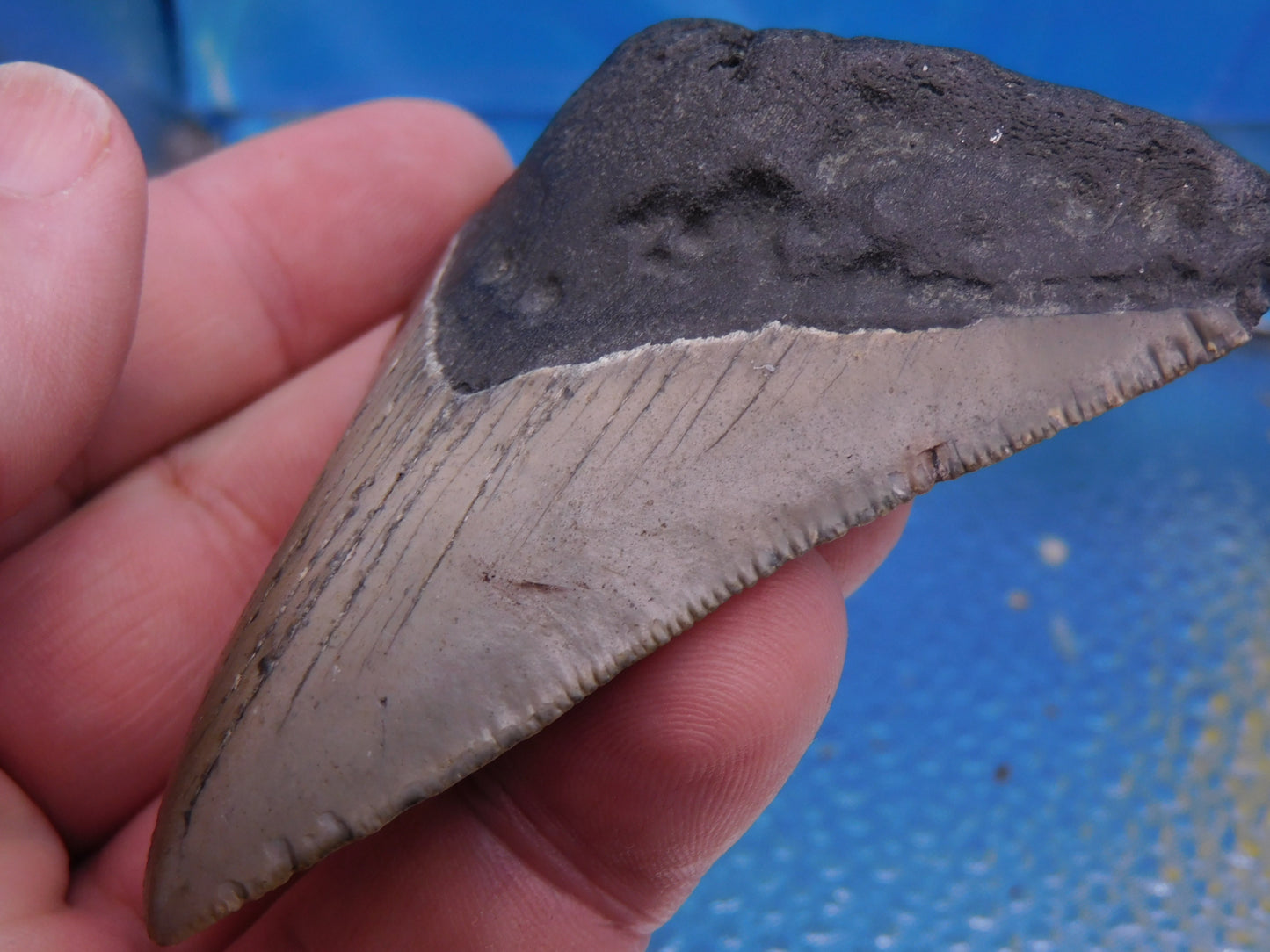3.27 inch Megalodon Tooth