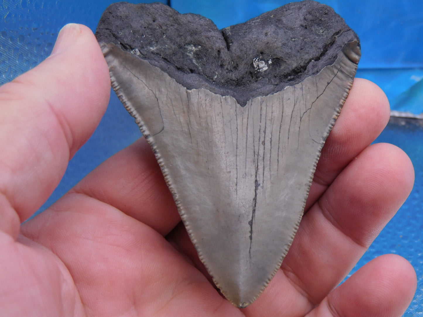 3.27 inch Megalodon Tooth
