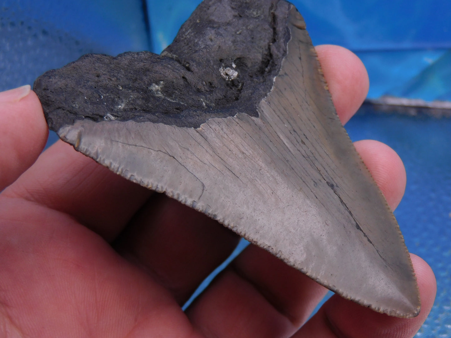 3.27 inch Megalodon Tooth