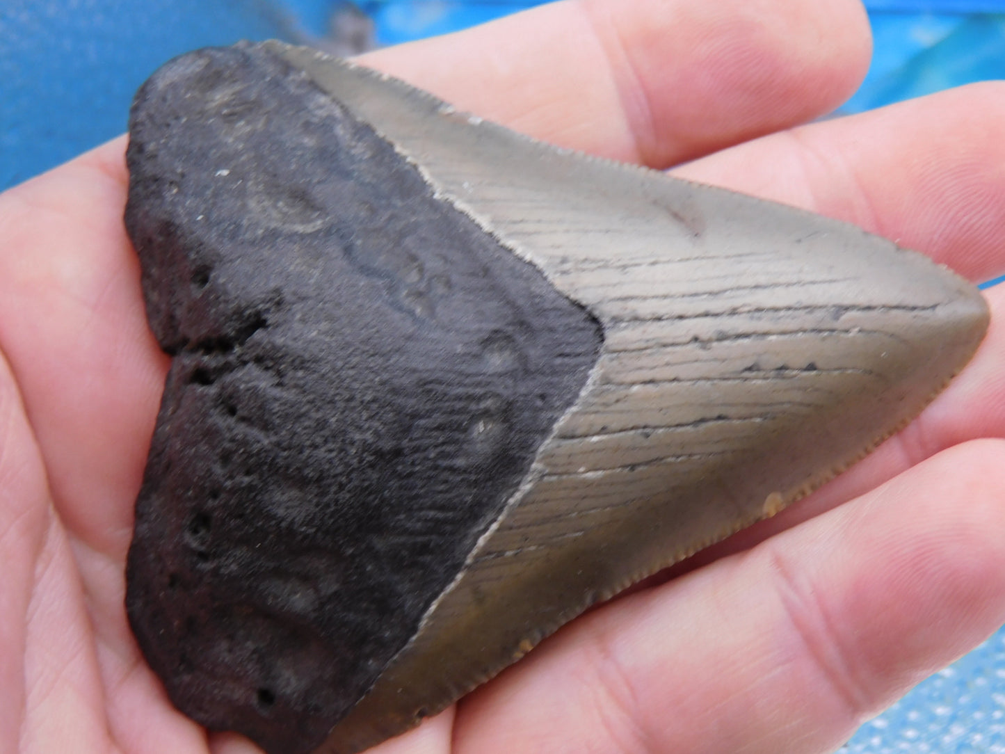 3.27 inch Megalodon Tooth