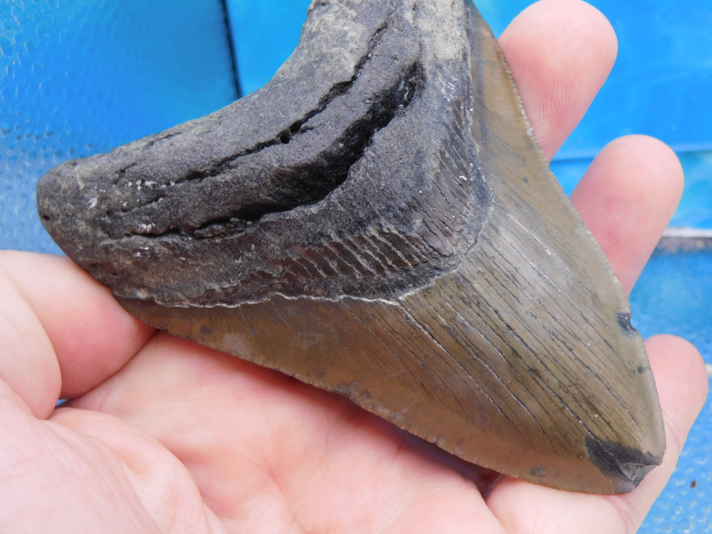 4.3 inch Megalodon Tooth