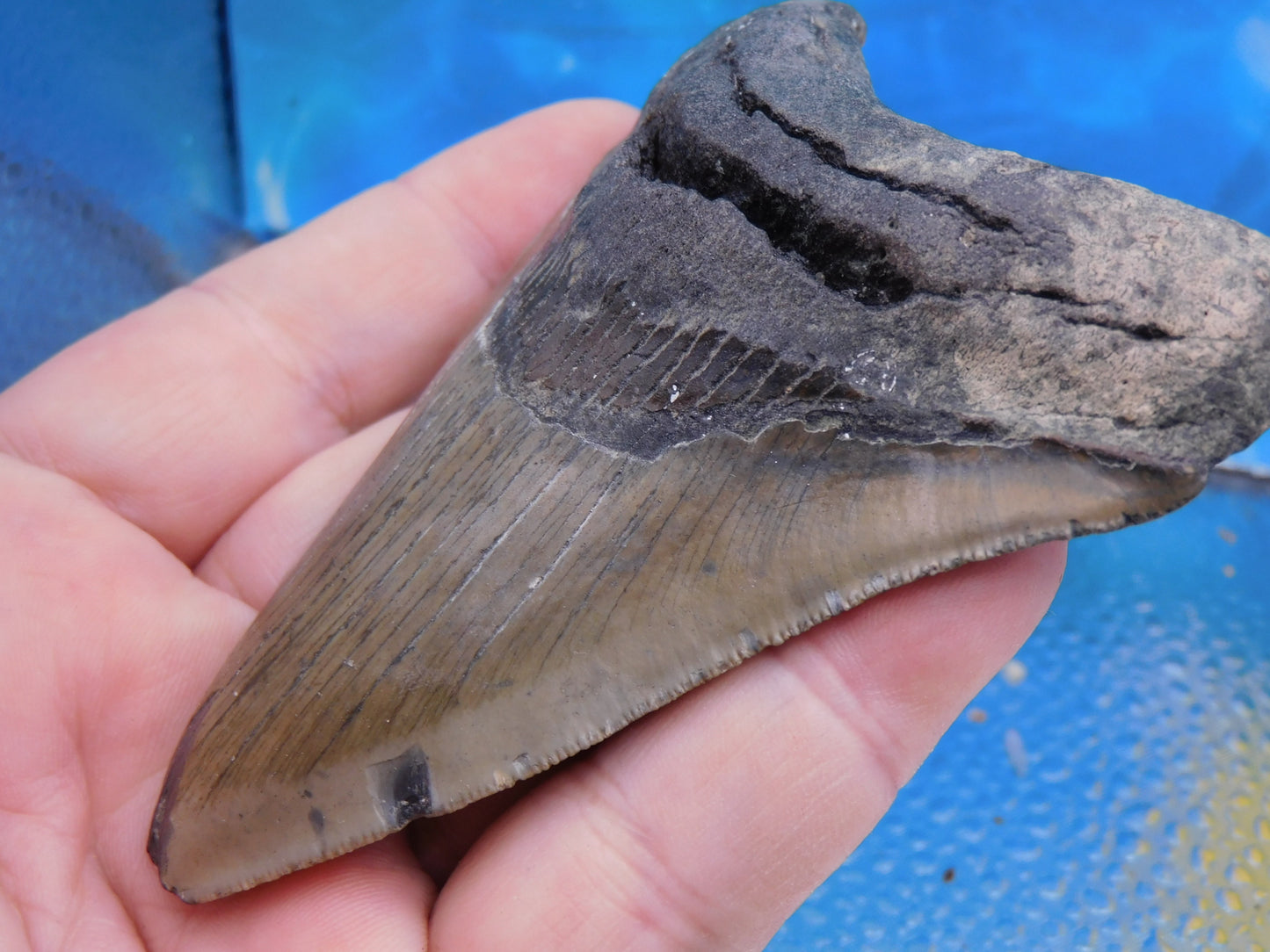 4.3 inch Megalodon Tooth