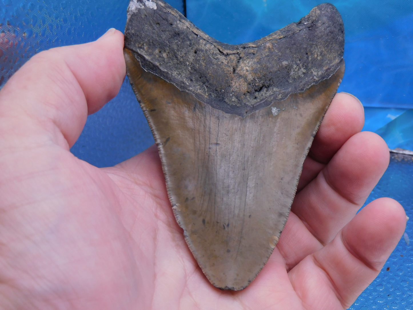 4.3 inch Megalodon Tooth