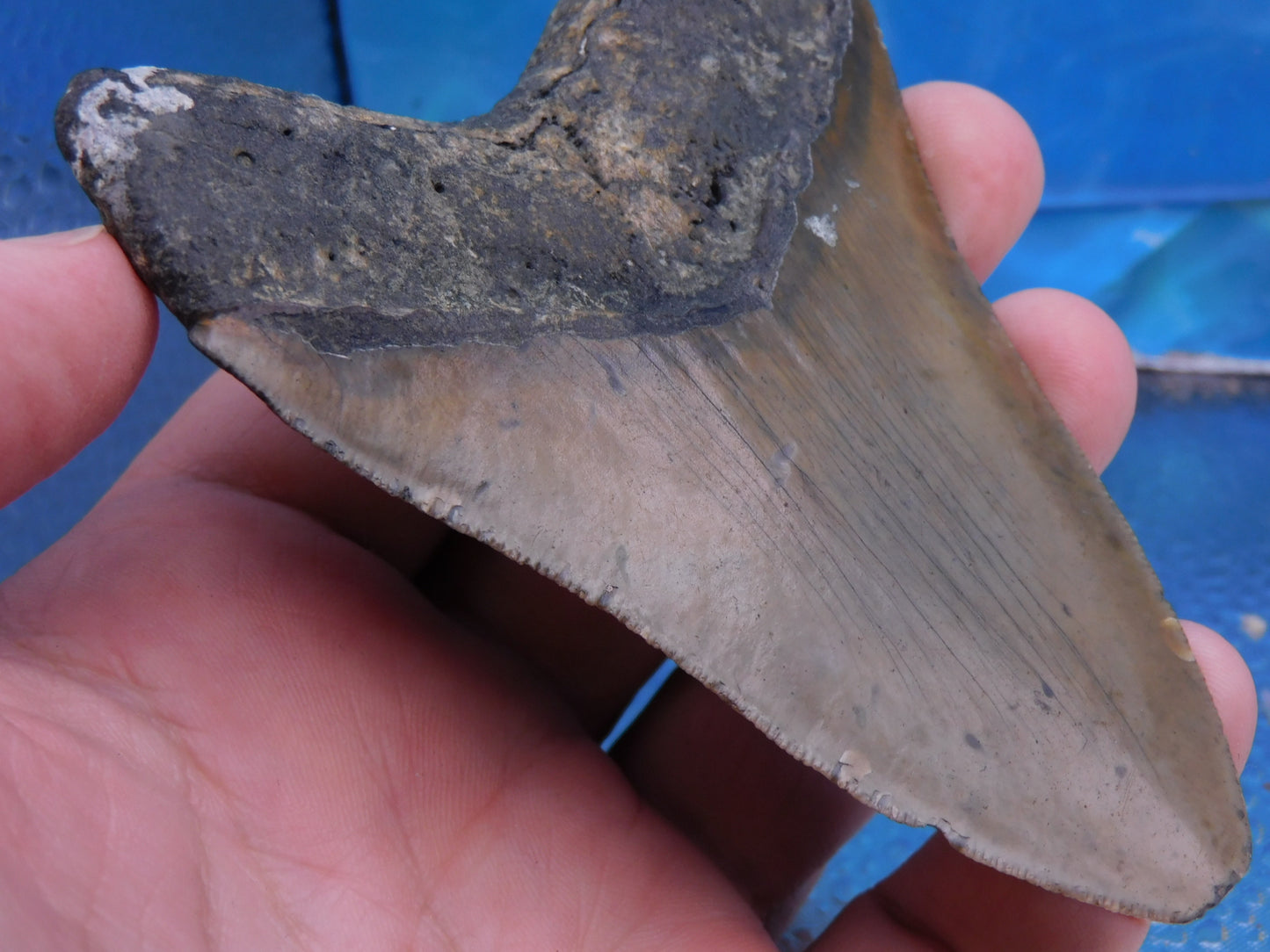 4.3 inch Megalodon Tooth