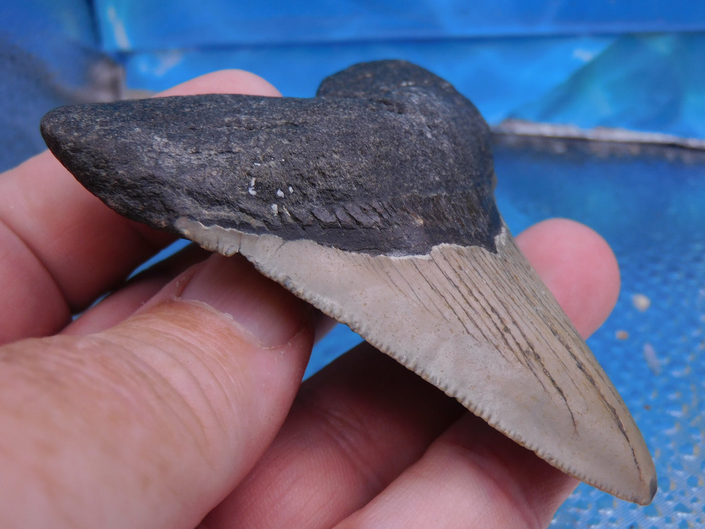 3.36 inch Megalodon Tooth