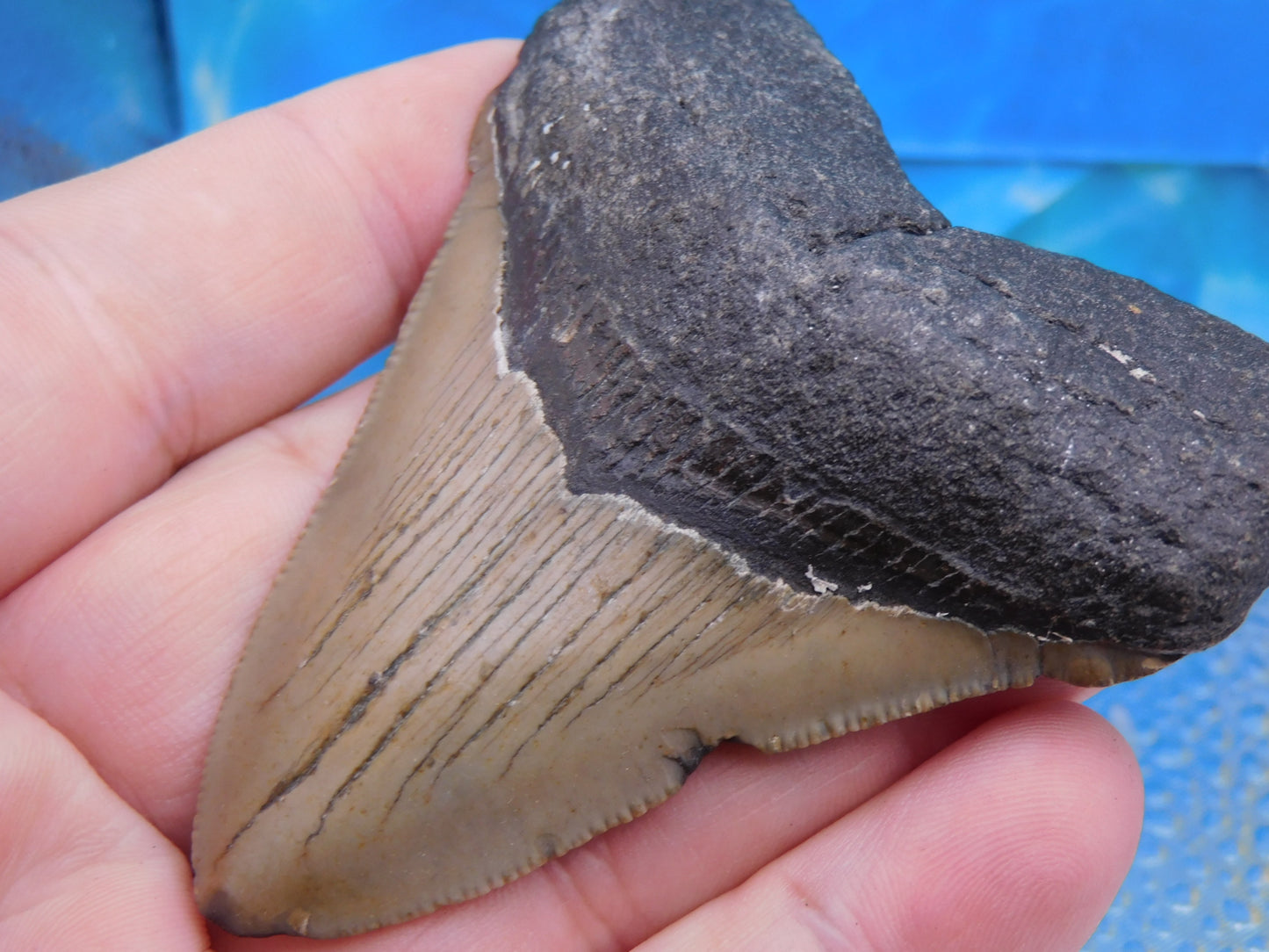 3.36 inch Megalodon Tooth