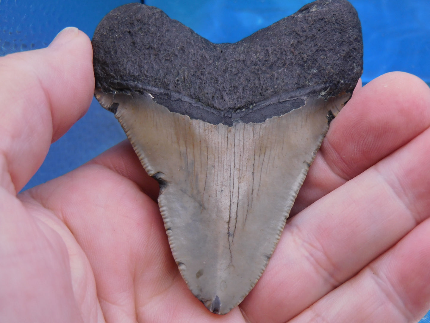 3.36 inch Megalodon Tooth