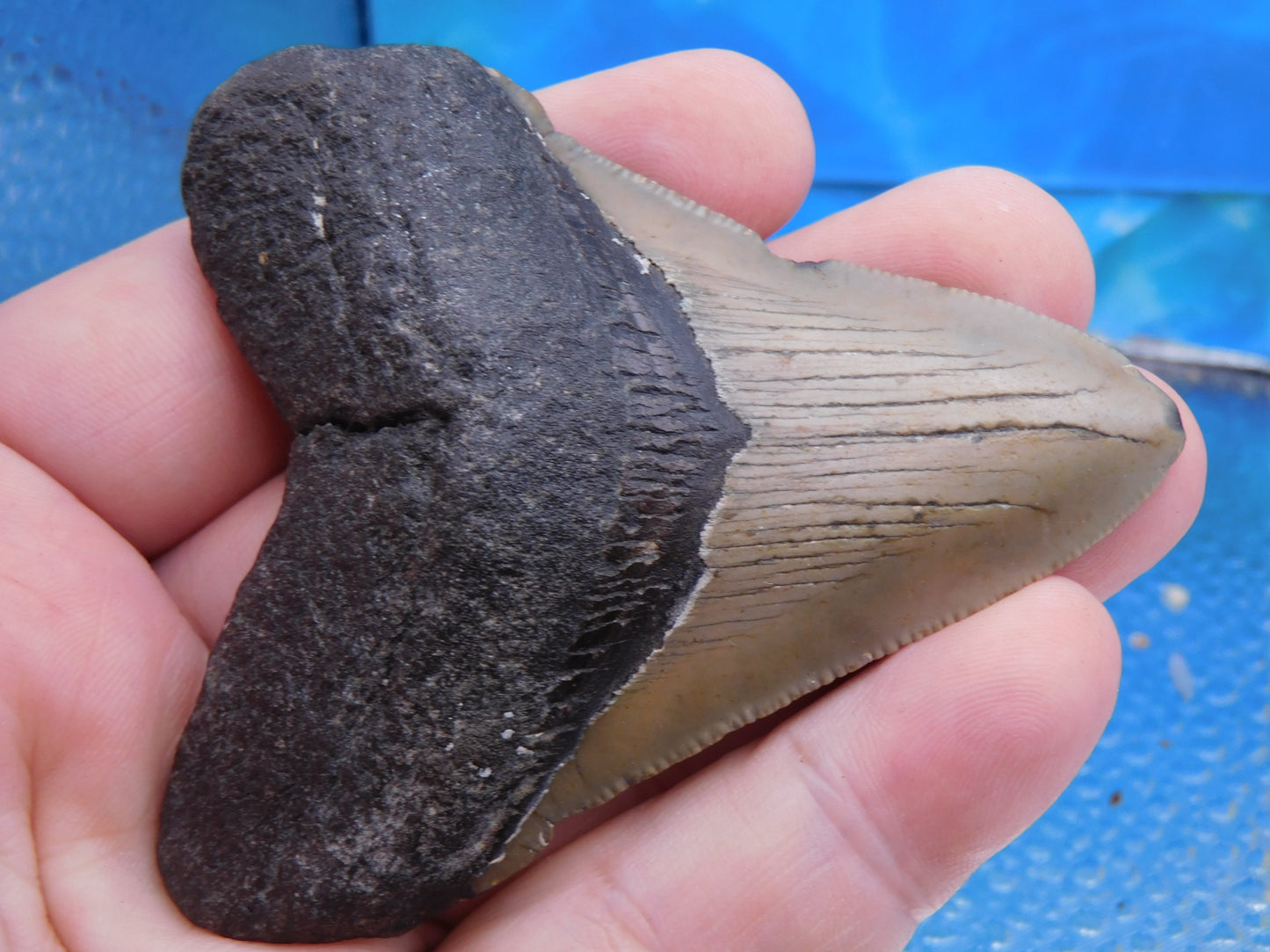 3.36 inch Megalodon Tooth