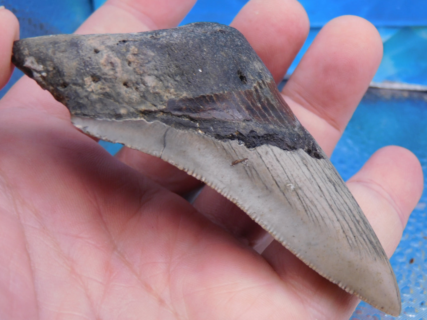 3.67 inch Megalodon Tooth