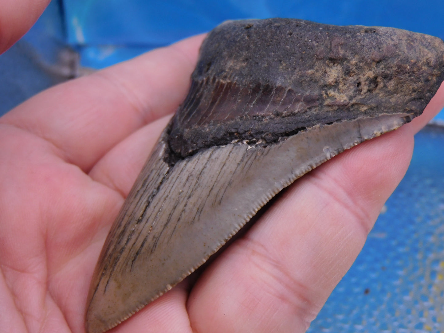 3.67 inch Megalodon Tooth
