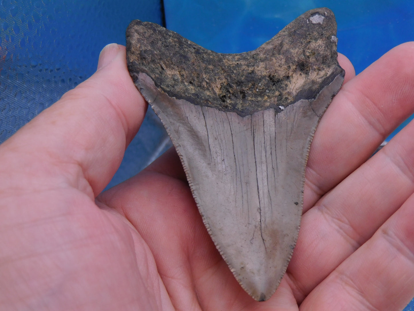 3.67 inch Megalodon Tooth