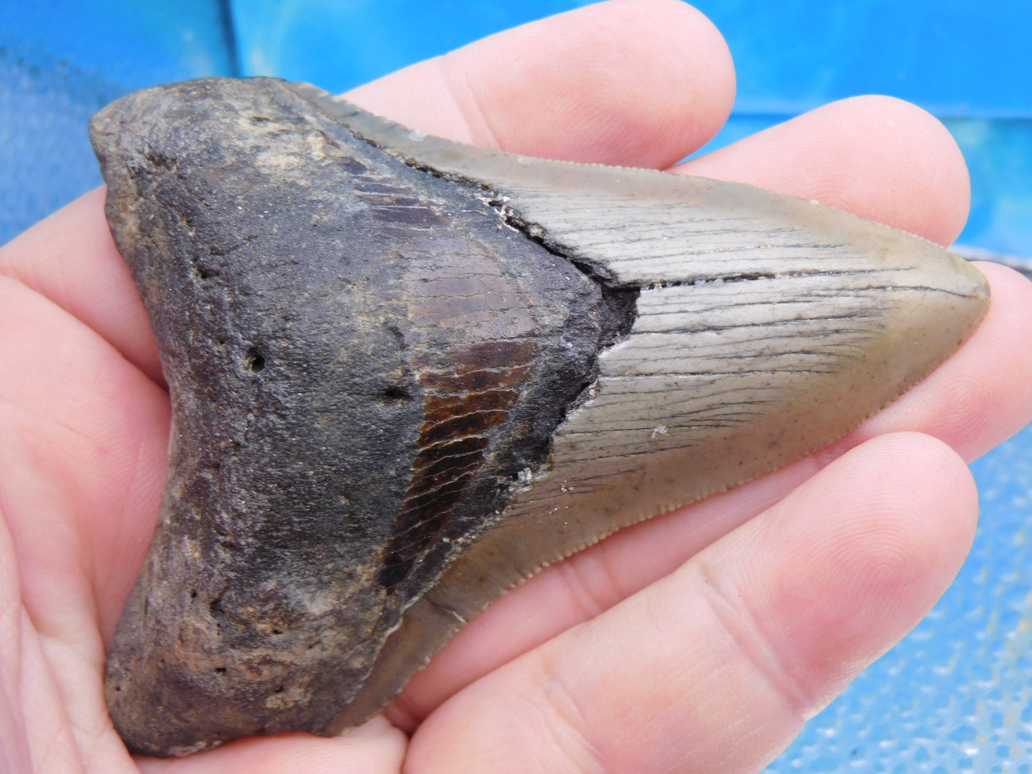 3.67 inch Megalodon Tooth