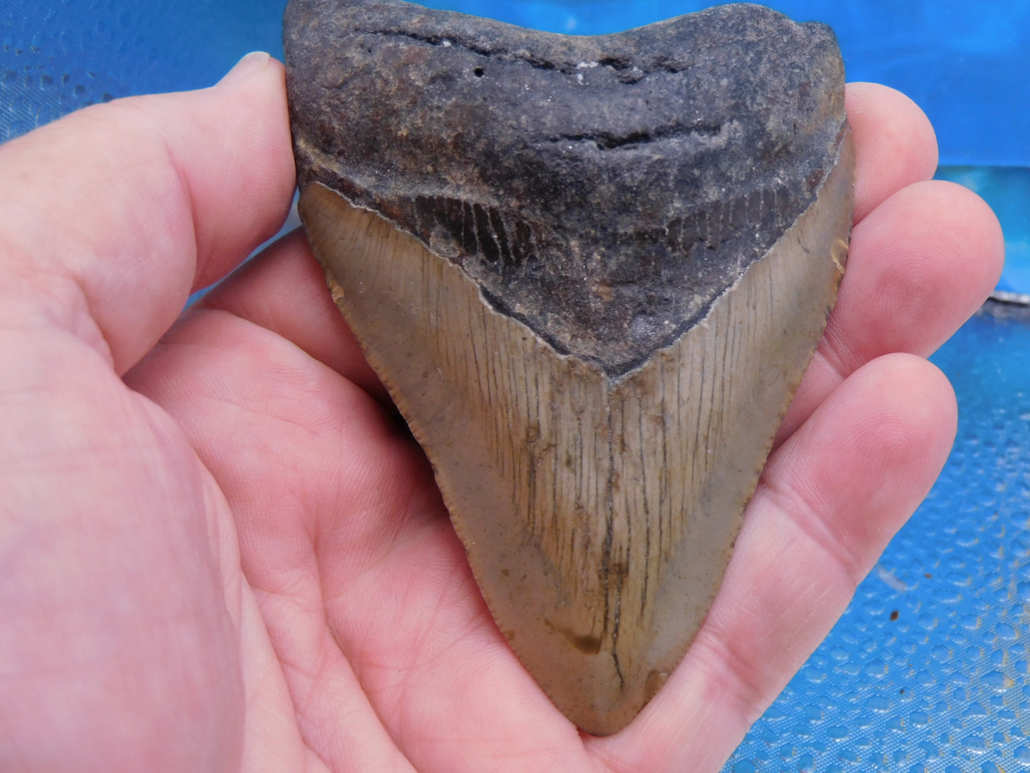 3.8 inch Megalodon Tooth