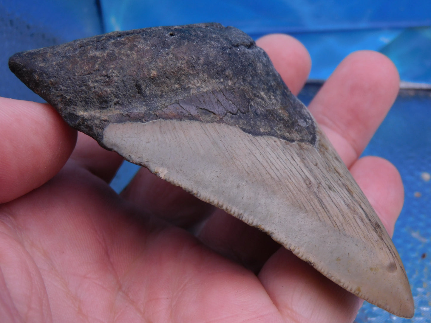 3.8 inch Megalodon Tooth