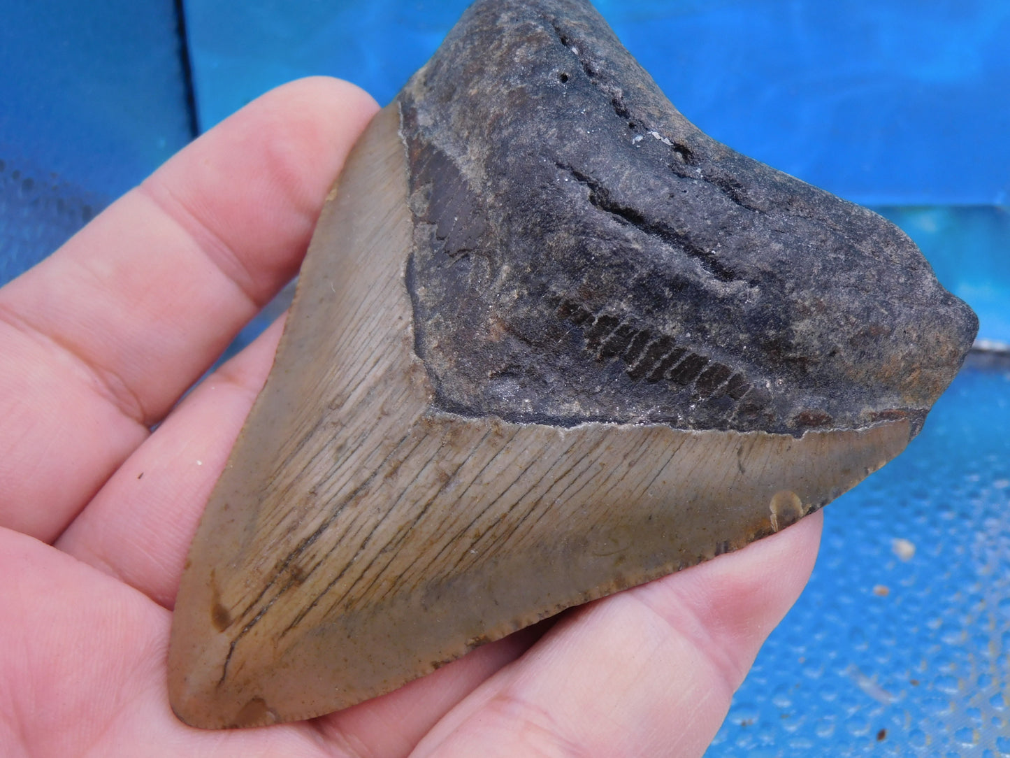 3.8 inch Megalodon Tooth