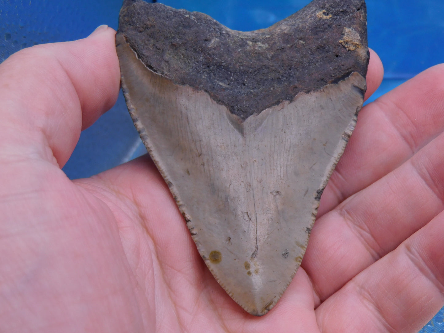 3.8 inch Megalodon Tooth