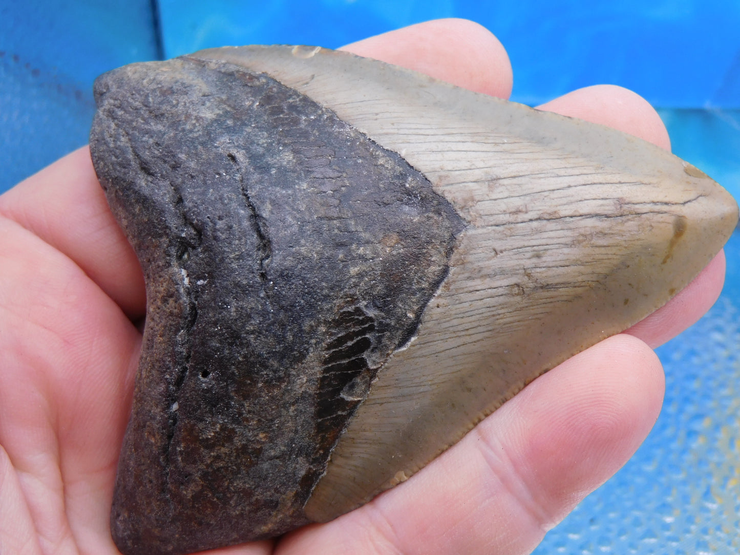 3.8 inch Megalodon Tooth