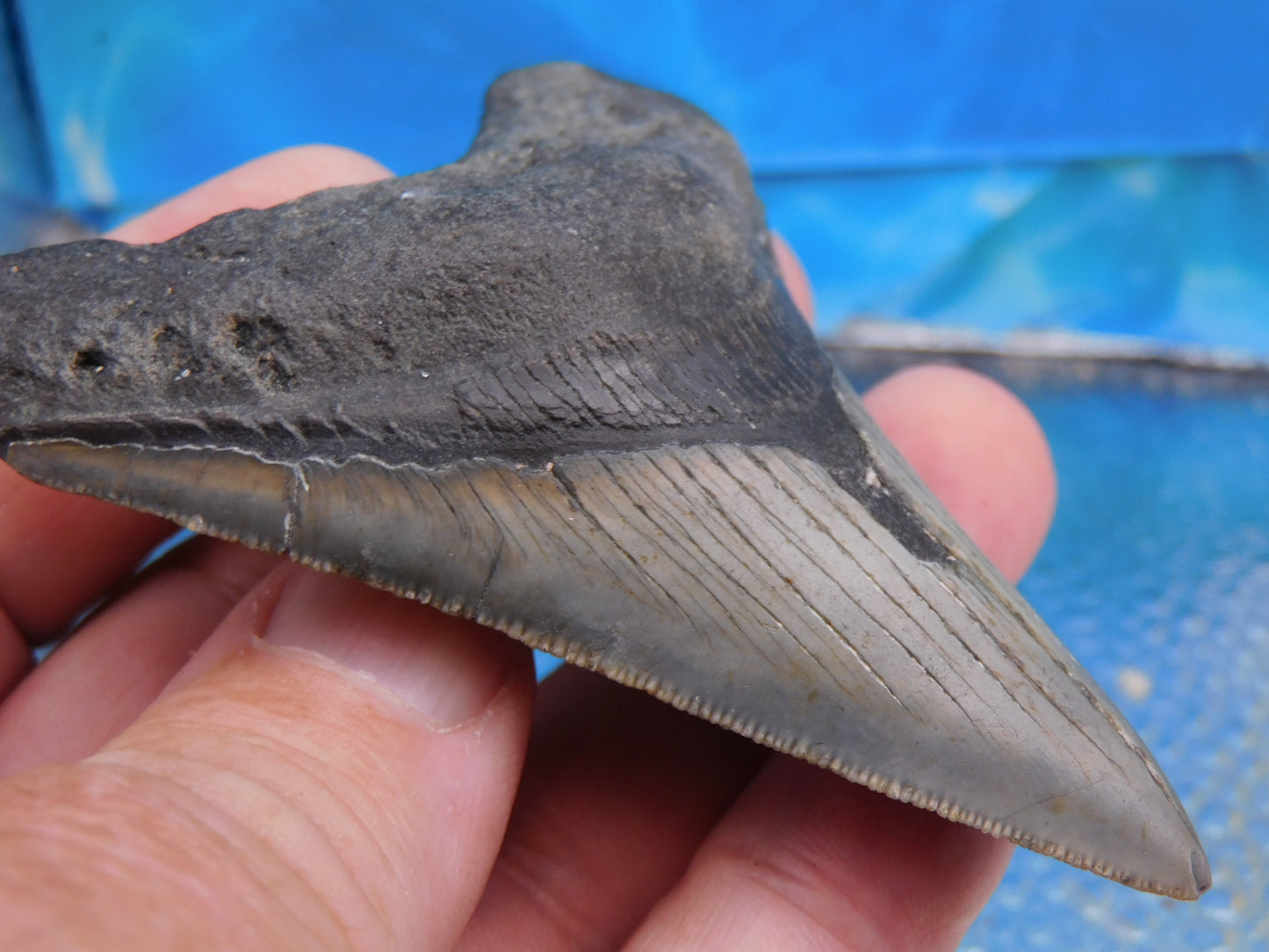 3.3 inch Megalodon Tooth