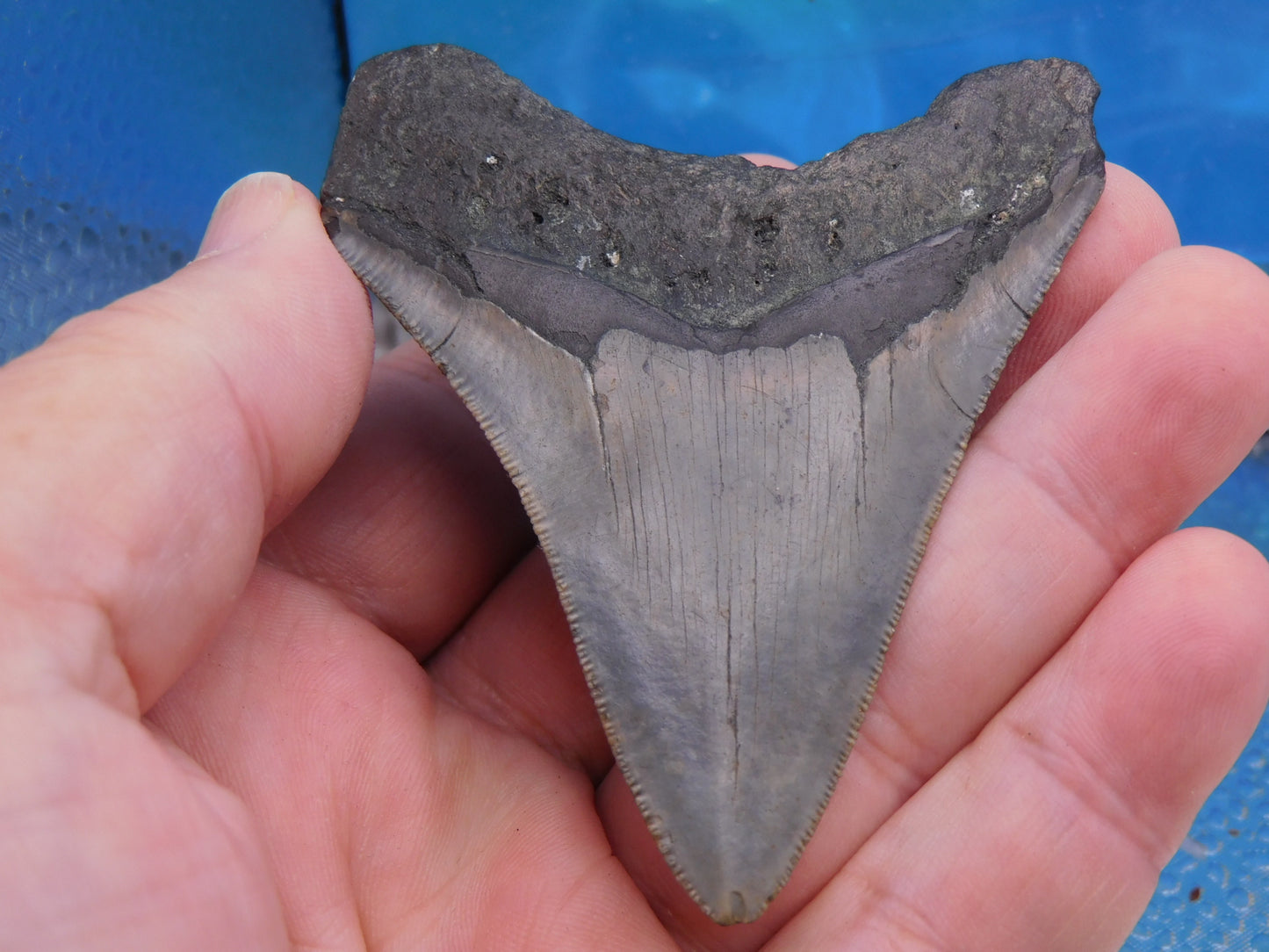 3.3 inch Megalodon Tooth