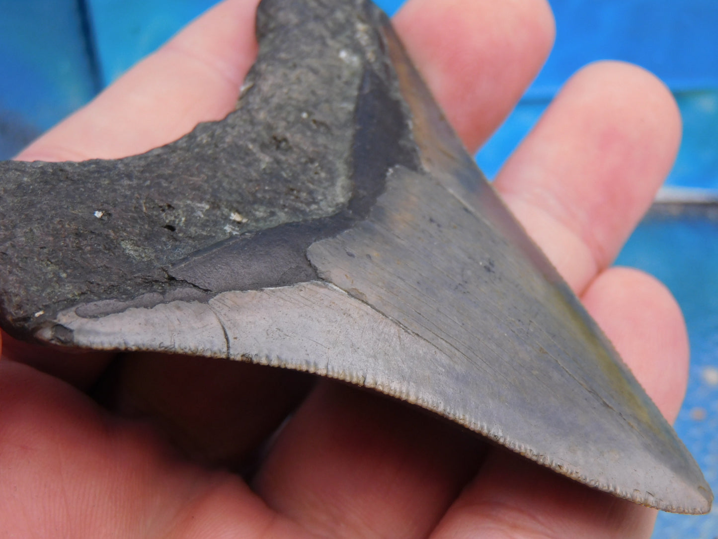 3.3 inch Megalodon Tooth