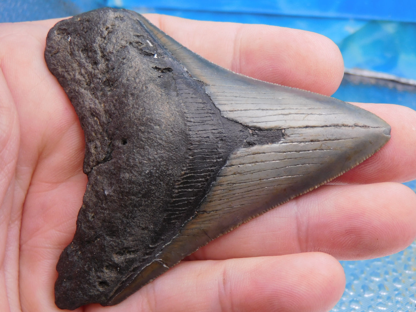 3.3 inch Megalodon Tooth