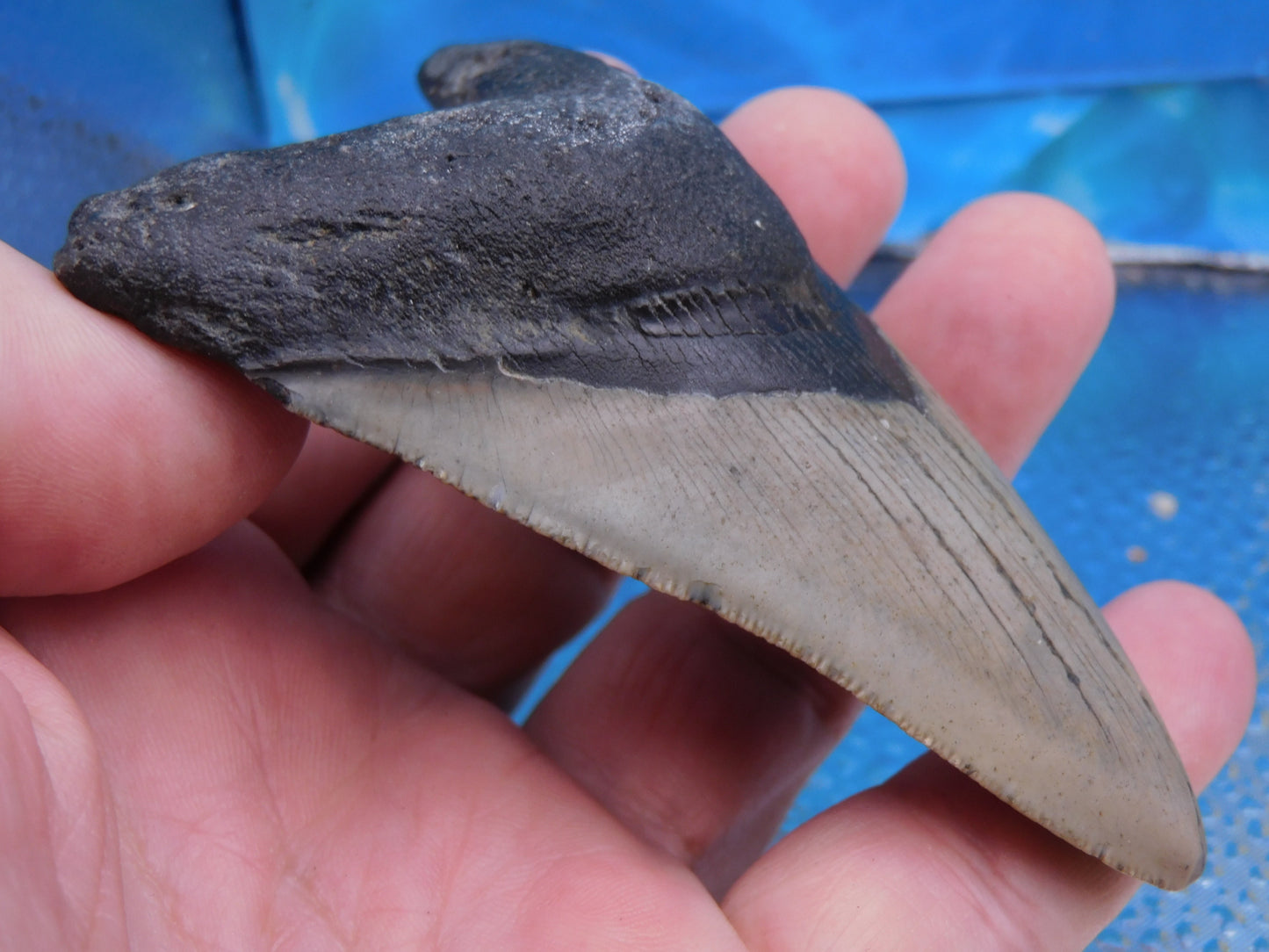 4 inch Megalodon Tooth