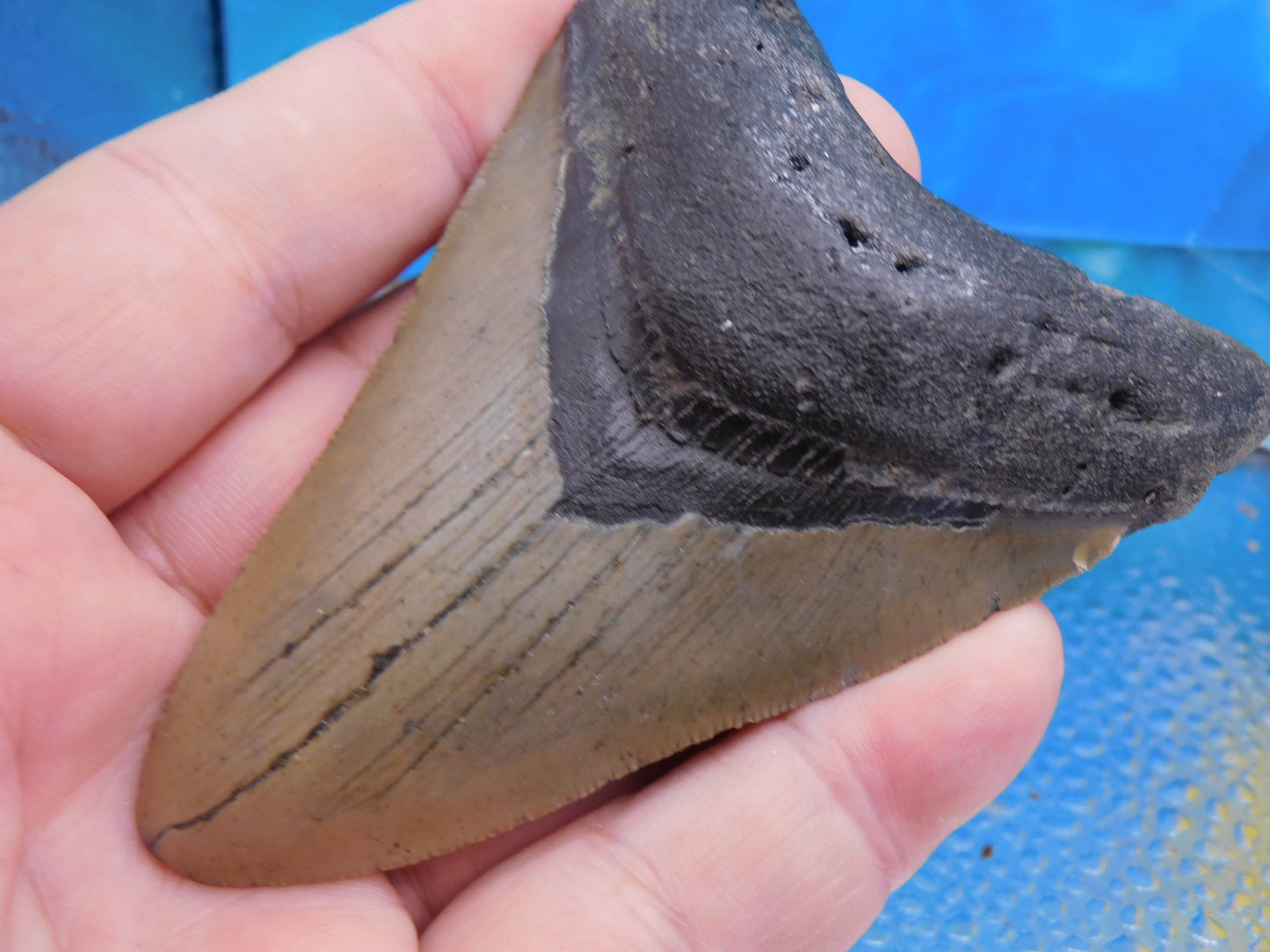 4 inch Megalodon Tooth