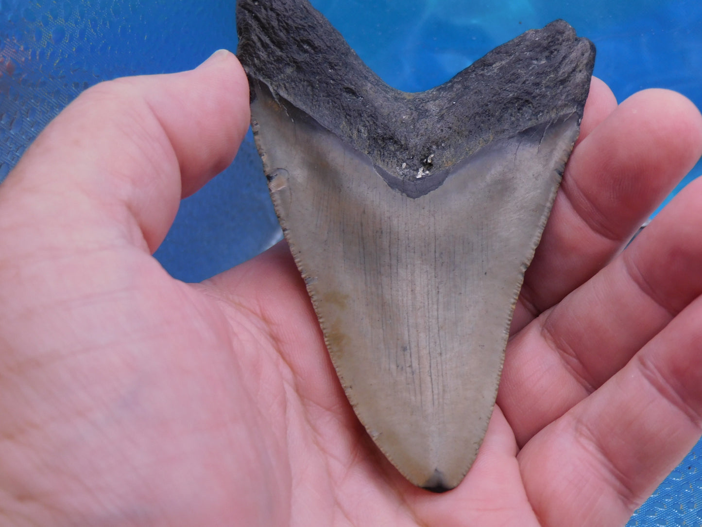 4 inch Megalodon Tooth