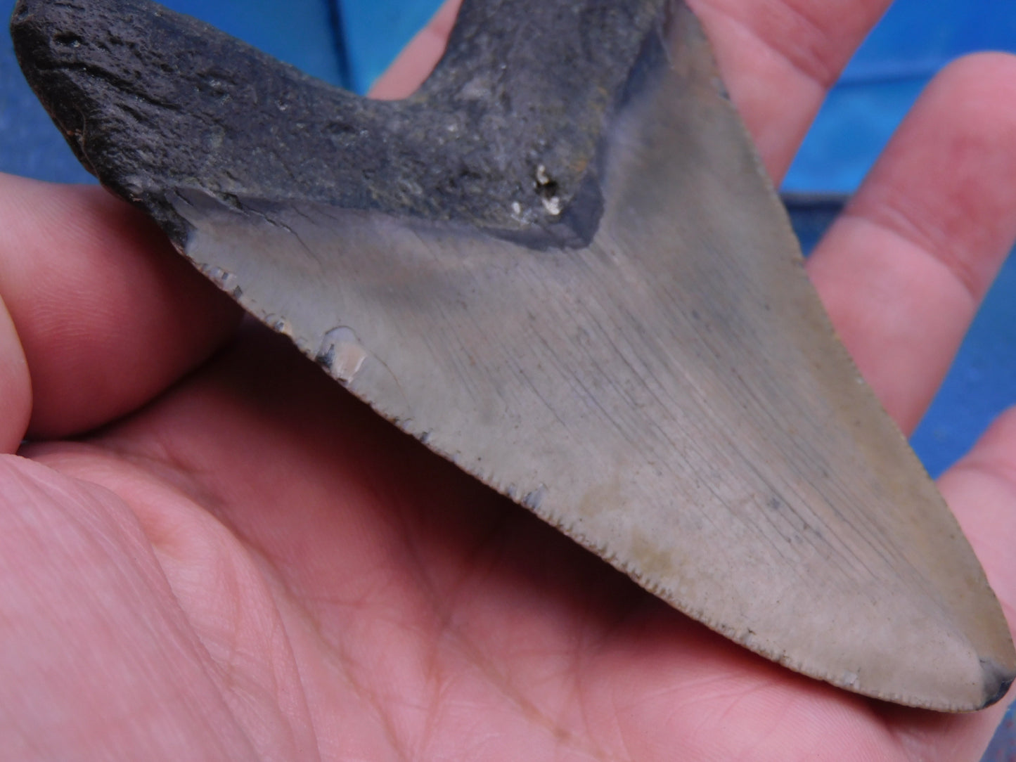 4 inch Megalodon Tooth