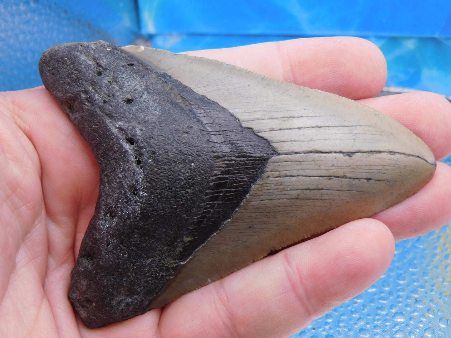 4 inch Megalodon Tooth