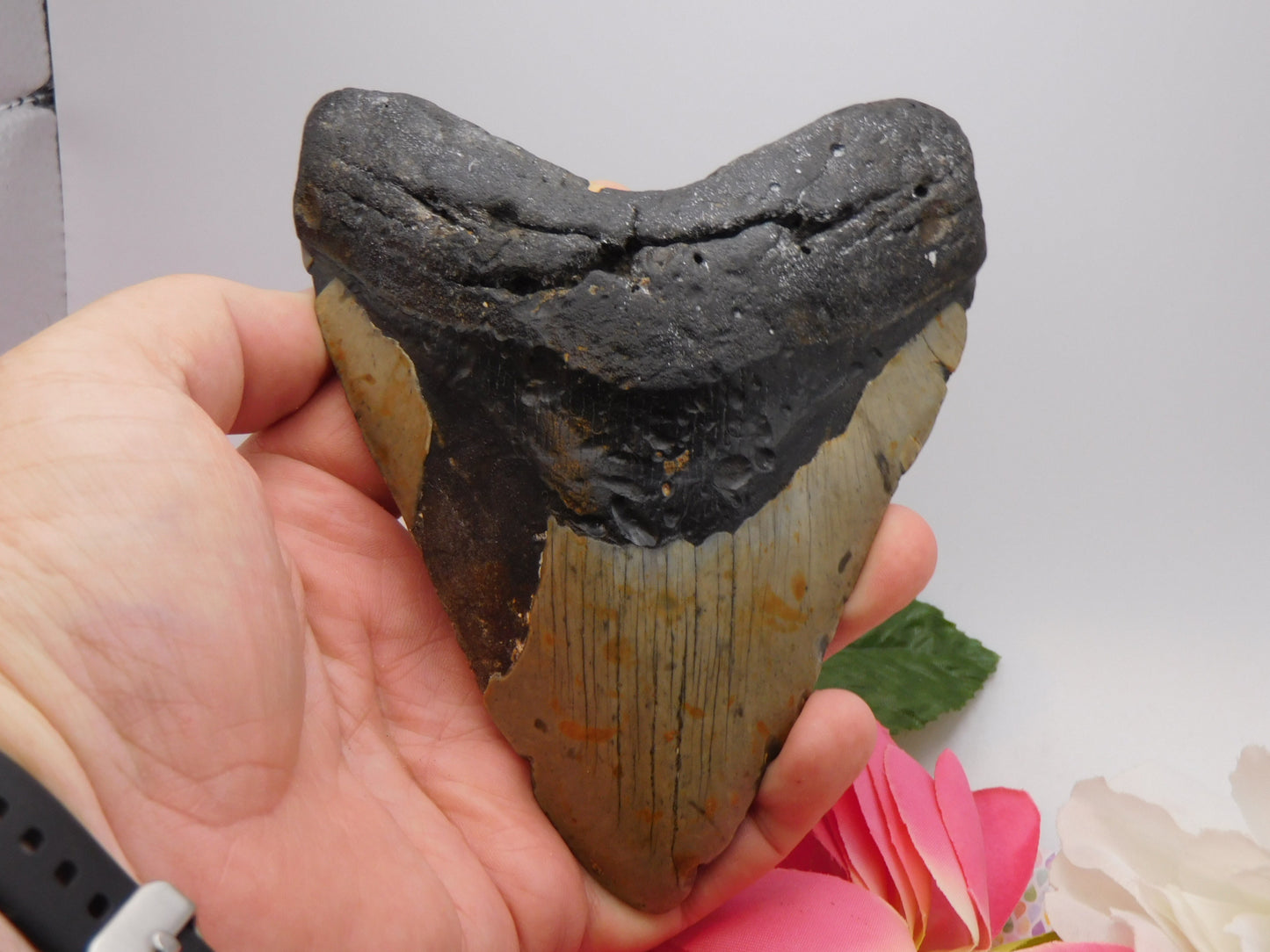 5.7 inch Megalodon Tooth
