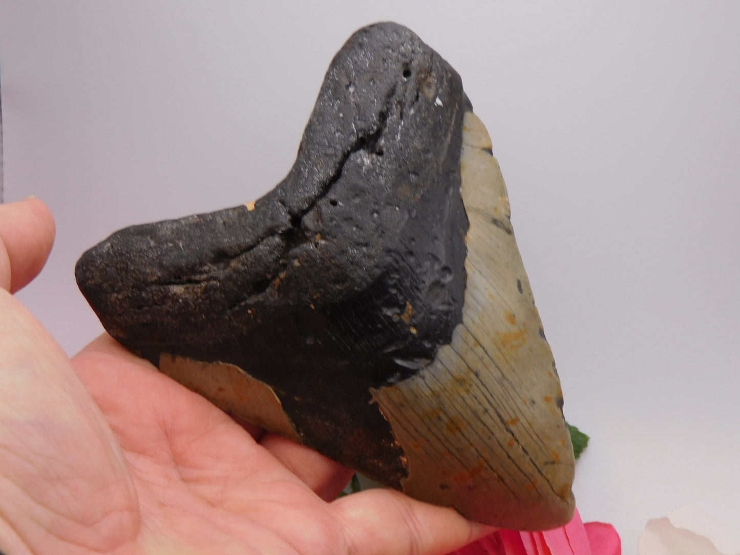 5.7 inch Megalodon Tooth
