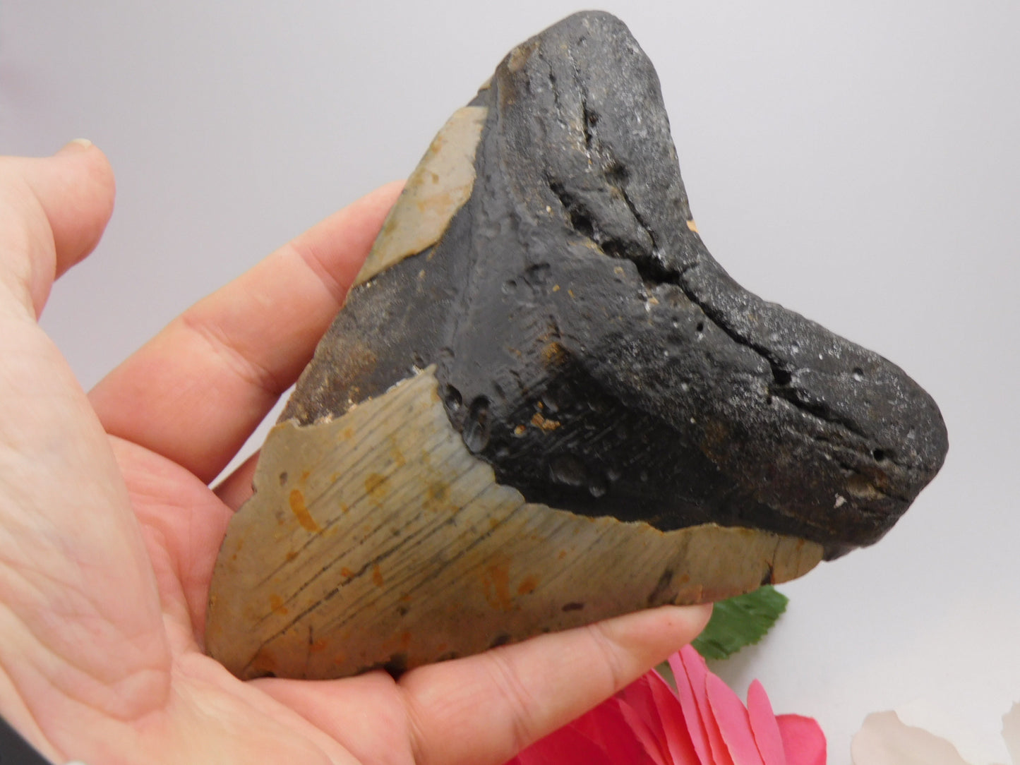 5.7 inch Megalodon Tooth